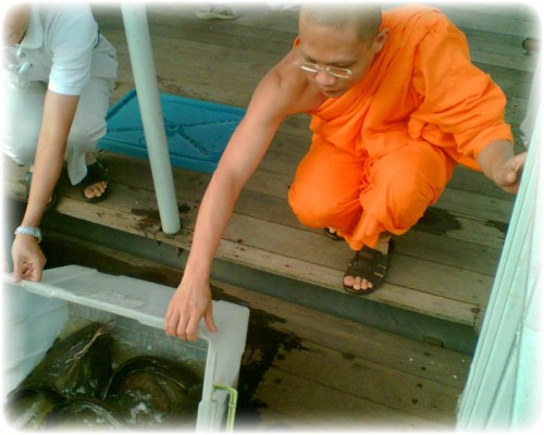 Making Merit Freeing Catfish at Wat Makham